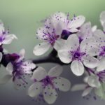 Kwiaty wiosenne – 5 najpopularniejszych kwiatów ogrodowych kwitnących na wiosnę