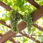 Pergola tarasowa – ile kosztuje i co warto wiedzieć przed zakupem