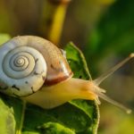 Pomrów – Co zjada ślimak pomrowy w ogrodzie i jak się go pozbyć